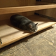 Illustration for article titled Cat in a box